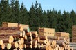 Stacked logs, cut timber and a pine forest, forestry industry