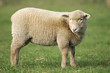 agneau