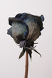 rose bleue