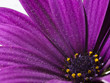 fiore