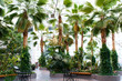 Many palms in the conservatory