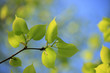 green spring leaves