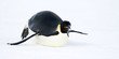 Emperor penguin (Aptenodytes forsteri)