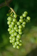 Weinberg2