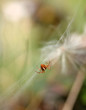 Spider 1