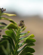 Cicada