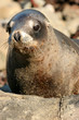 Seal