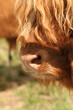 Hairy Coo 2