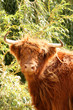 Hairy Coo