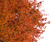 Photo en ligne au meilleur prix Beech