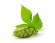 Hop cone with leaf on white background Hop cone with leaf on white background