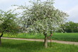 Apfelblüte