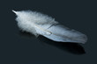 Feather with water drop on reflective  dark  glass.