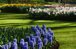 Spring garden with hyacinths and daffodils