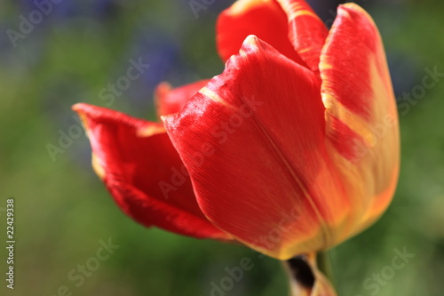 Foto: Tulpe Tulpe