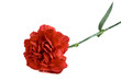 Close-up of a red carnation on white