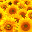 Sunflower texture Sunflower texture