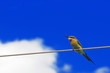 Bee Eater