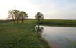 Bäume,am Weiher