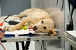 labrador going under anesthesia