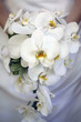 orchid flowers