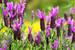 Wild lavender in alentejo, Portugal.