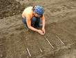 planting seeds on tape