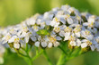 Foto: Schafgarbe mit Käfer Schafgarbe mit Käfer