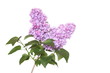 Syringa vulgaris