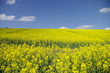 Foto: colza colza