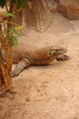 komodo dragon