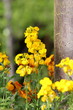 wallflowers