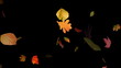 Vídeo: hojas de otoño 02 hojas de otoño 02