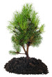 Bonsai Tree and soil on a white background
