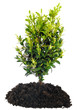 Bonsai Tree and soil on a white background