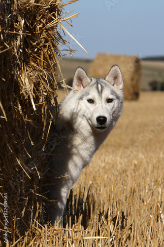 Derriere Dogs