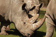 Nashorn