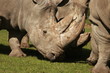 Nashorn
