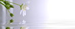 Blume