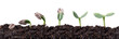 sunflower seed germination different stages