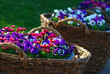 Korb mit Frühlingsblumen