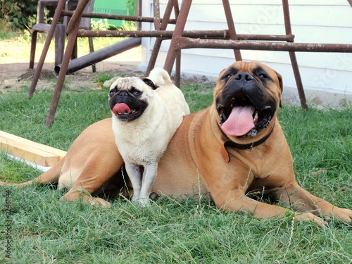 Foto: hunde hunde