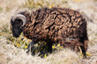 mouton noir bretagne lande espèce rare protégé mouton noir bretagne lande espèce rare protégé