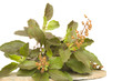 Holy basil thulsi on stone plate Holy basil thulsi on stone plate