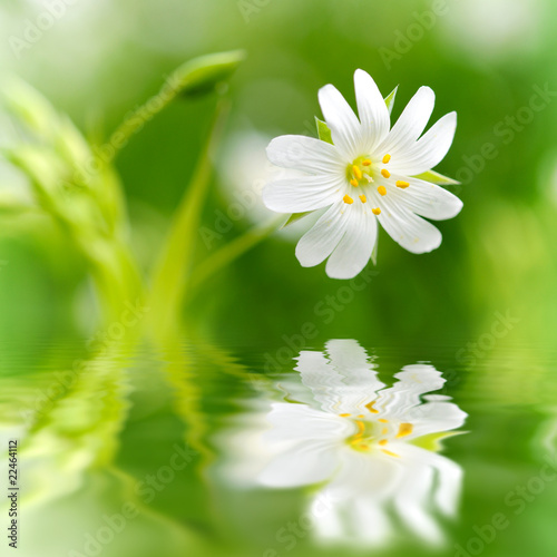 Foto: zarte wiesenblume zarte wiesenblume