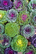 Zierkohl, Kohlarten, grün, violett, Herbst