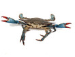 blue crabs in fight pose 2