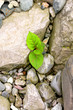 Plants