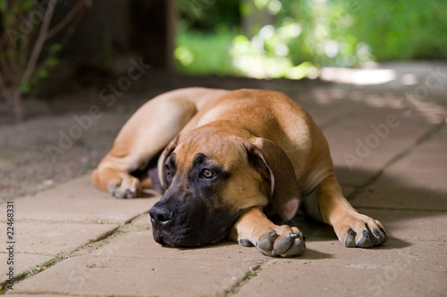 Foto: African Boerboel puppy African Boerboel puppy