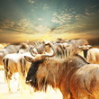 Antelope